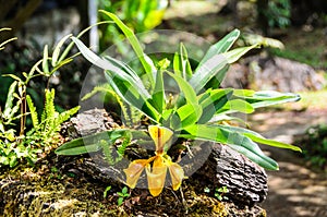 Lady Slipper Orchid, Orchidaceae, Paphiopedilum villosum