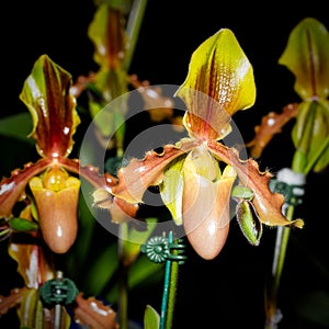 Lady Slipper Orchid Paphiopedilum