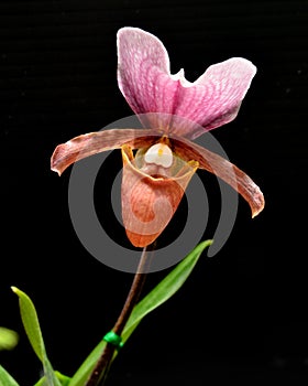 Lady Slipper orchid Paphiopedilum charlesworthii