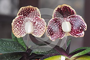 Lady slipper orchid photo