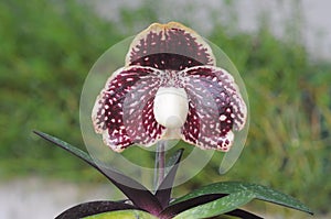Lady slipper orchid photo