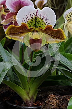 Lady slipper orchid or Paphiopedilum Slipper Orchid