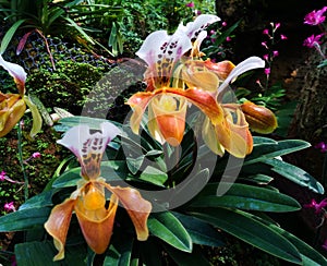 Lady slipper orchid or Paphiopedilum Slipper Orchid Paphiopedilum gratrixianum in bloom