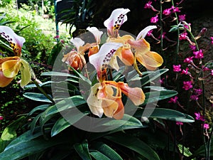 Lady slipper orchid or Paphiopedilum Slipper Orchid Paphiopedilum gratrixianum in bloom
