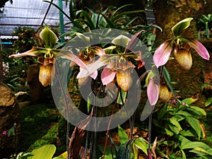 Lady slipper orchid or Paphiopedilum Slipper Orchid Paphiopedilum gratrixianum in bloom