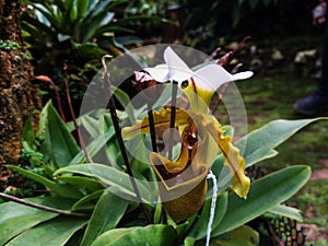 Lady slipper orchid or Paphiopedilum Slipper Orchid Paphiopedilum gratrixianum in bloom