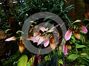 Lady slipper orchid or Paphiopedilum Slipper Orchid Paphiopedilum gratrixianum in bloom