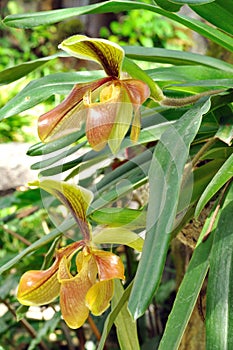 Lady slipper orchid or Paphiopedilum villosum (Lindley) Stein