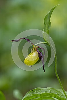 Lady Slipper Orchid in Rold Skov Forest