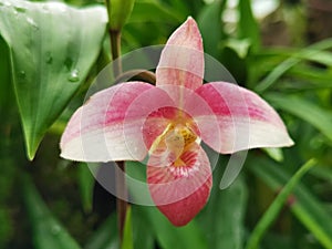 Lady Slipper Orchid. Stock Photo