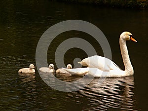 Lady Swan and her Babies