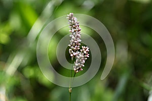 Lady Thumb plant (Persicaria maculosa)