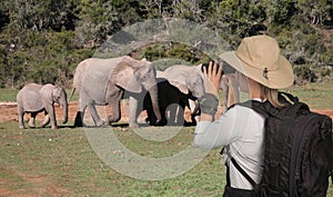 Lady tourist with binoculars on safari looking at elephants