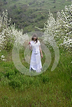 Lady in white between blossoming trees