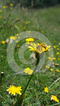 Un abeja polinizadora photo