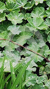 Lady's Mantel broad leaves after rain photo