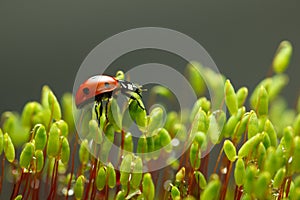 Ladybag walking on moss stalks