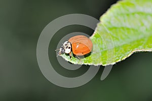 Ladybeetle