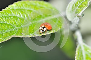 Ladybeetle