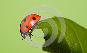 Ladybeetle