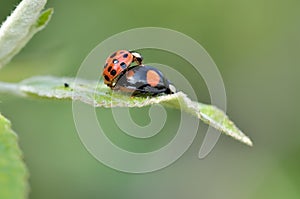 Ladybeetle