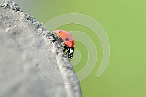 Ladybeetle