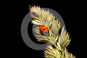 Ladybird
