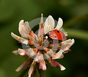 Ladybird