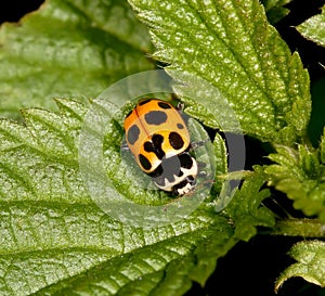 Ladybird