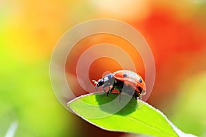 Ladybird