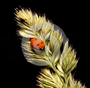 Ladybird
