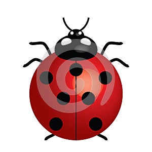 Ladybird