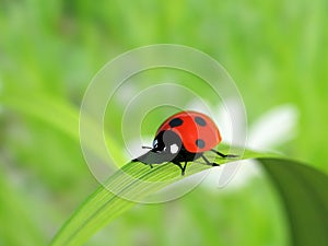 Ladybird