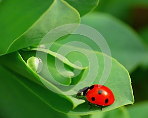 Ladybird