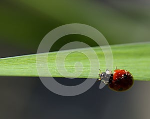 Ladybird