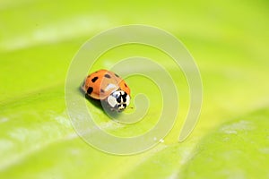 Ladybird photo