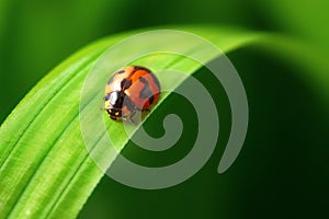 Ladybird