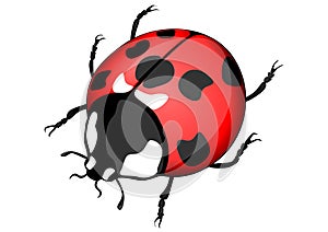 Ladybird