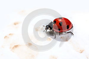 Ladybird