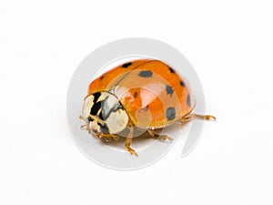 Ladybird