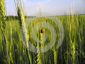 Ladybird