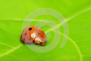 Ladybird