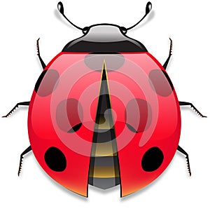 Ladybird