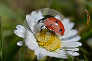 ladybird