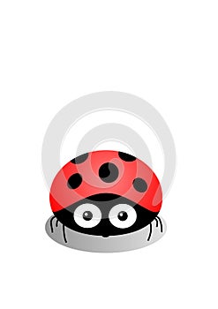 Ladybird