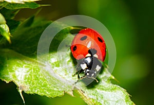 The Ladybird