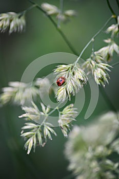 Ladybird against green background