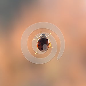 Ladybird insect close up photo