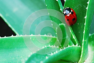 Ladybird on aloe