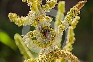 Ladybird On Amaranth Stalk